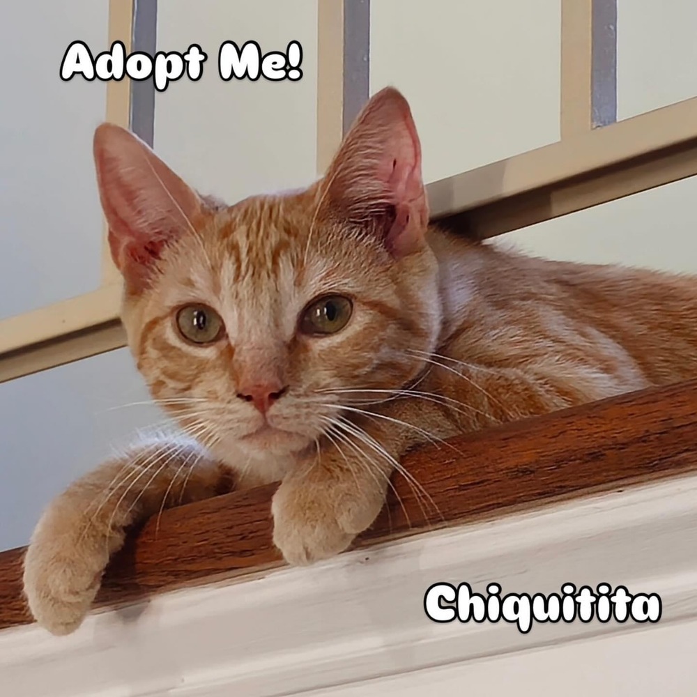 CHICHIQUITA
