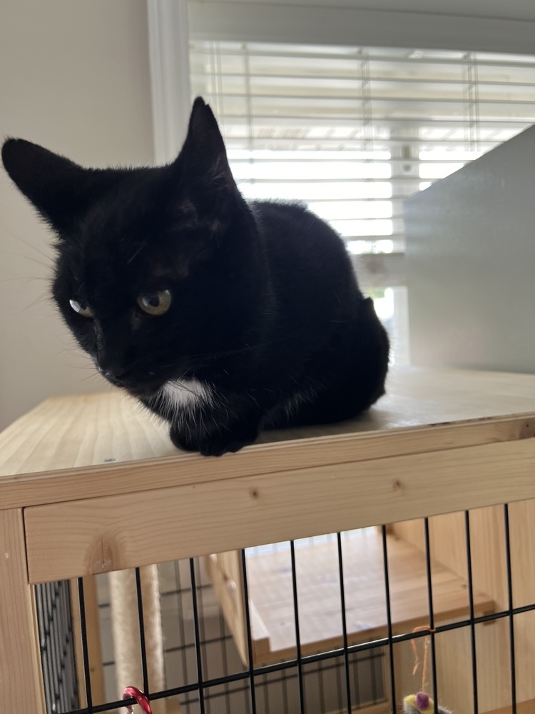 EDDIE (female)