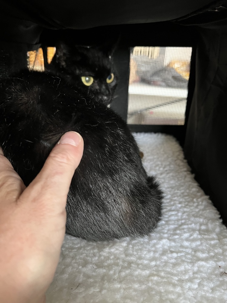 EDDIE (female)