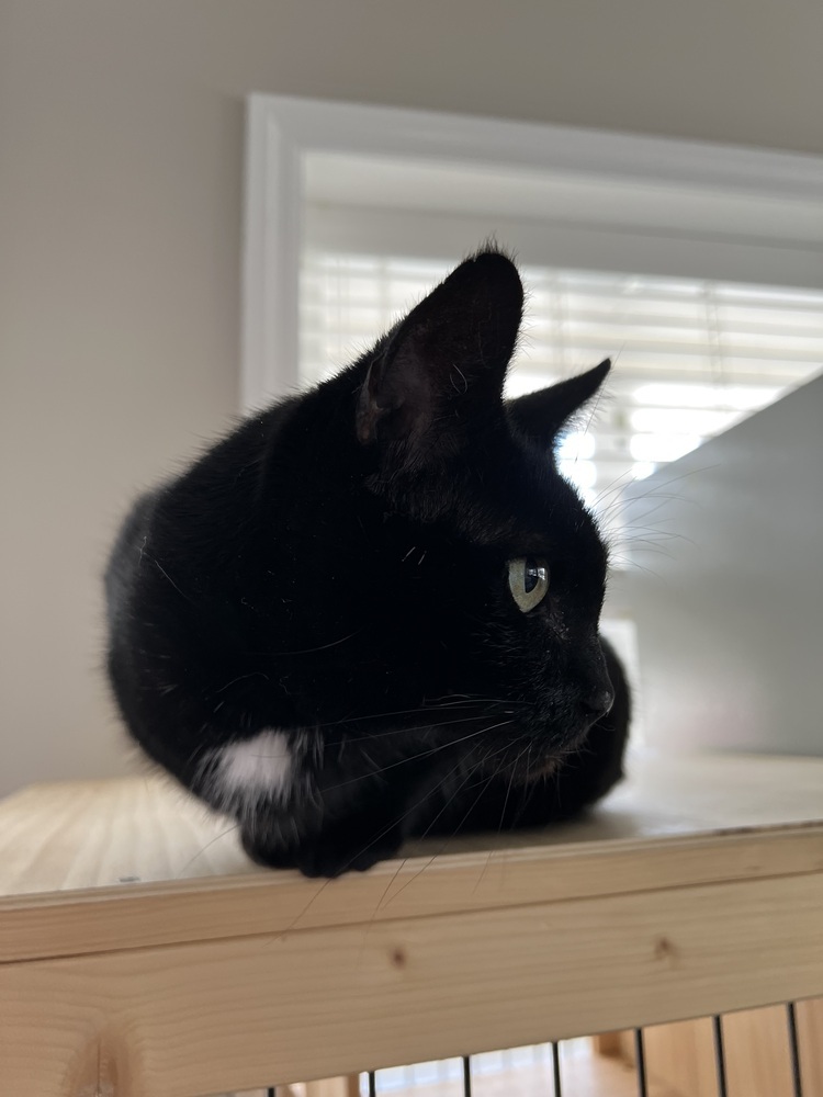 EDDIE (female)