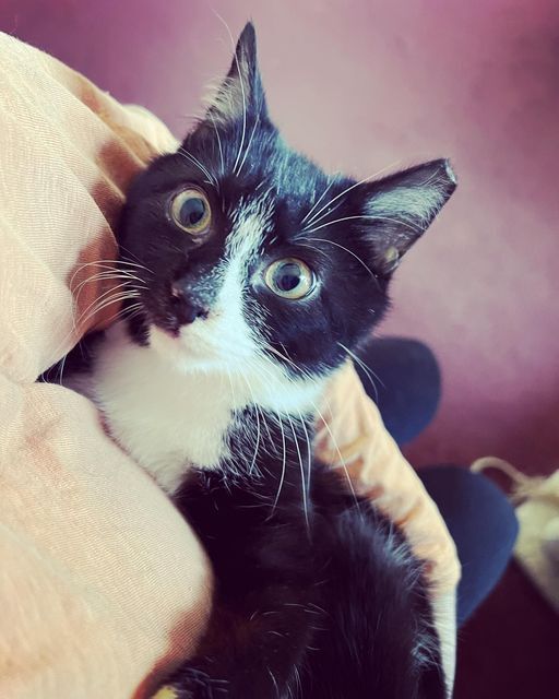 SETH-born early 2022