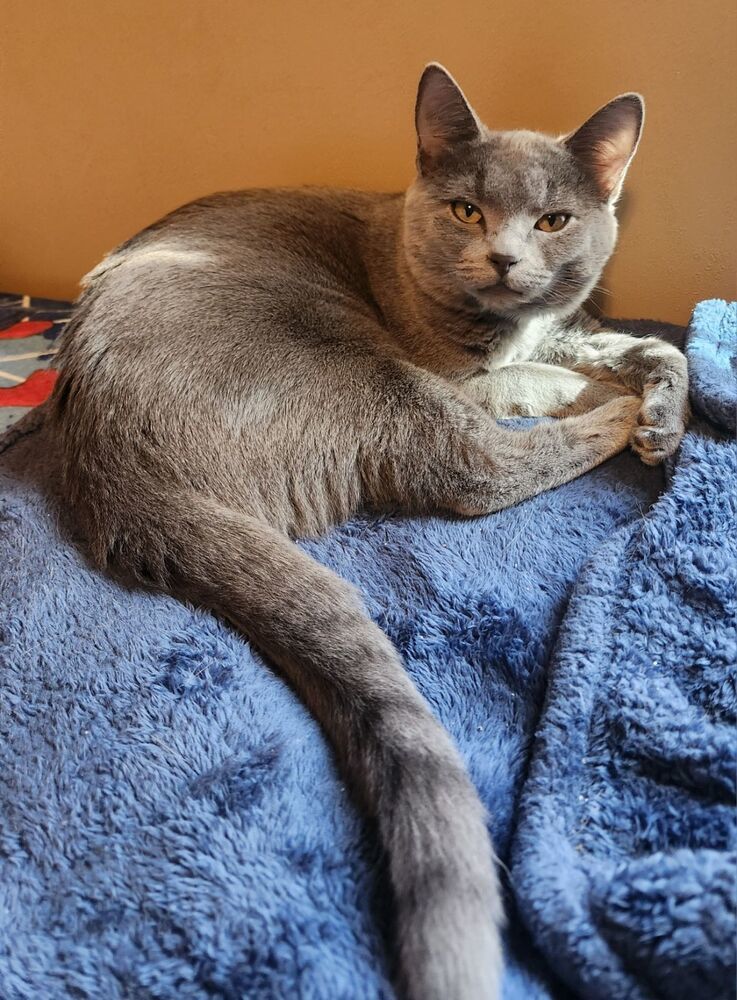 MERLIN