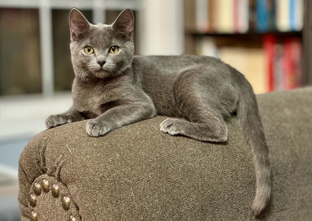 MERLIN