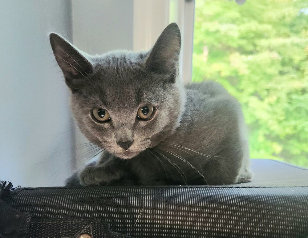MERLIN