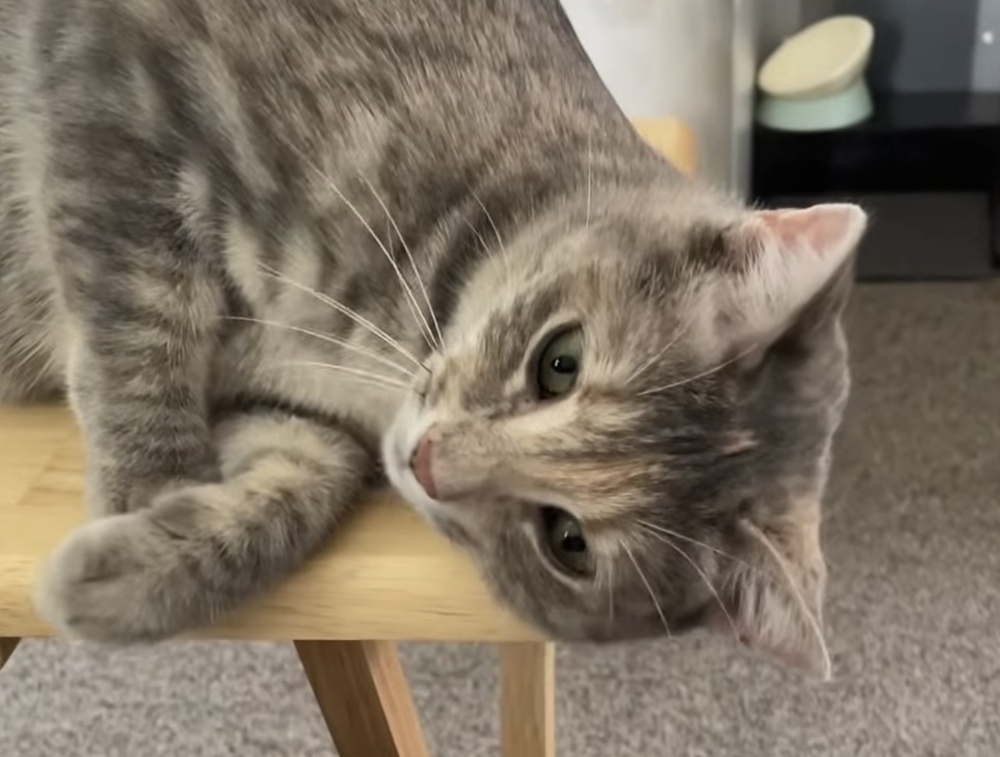 TILLY