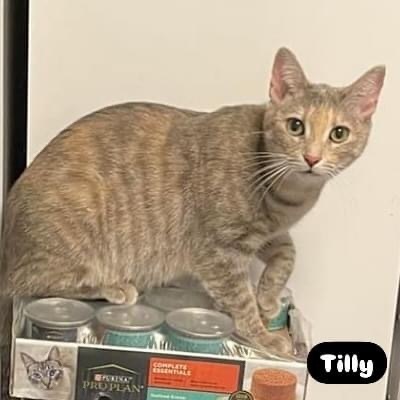 TILLY