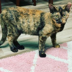 PANSY-shy/bonded pair, Young Female Domestic Short Hair