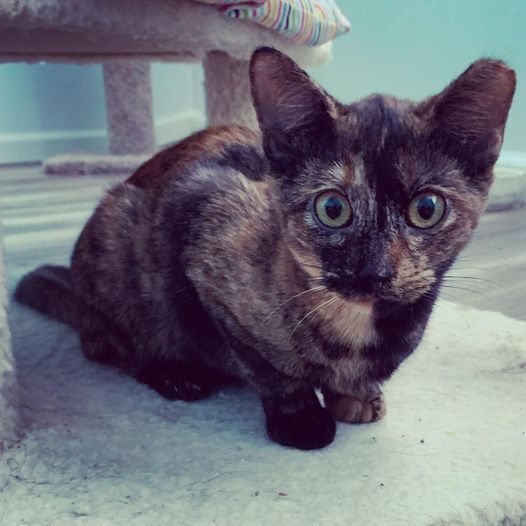PANSY-shy/bonded pair