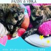 PANSY-shy/bonded pair photo 3