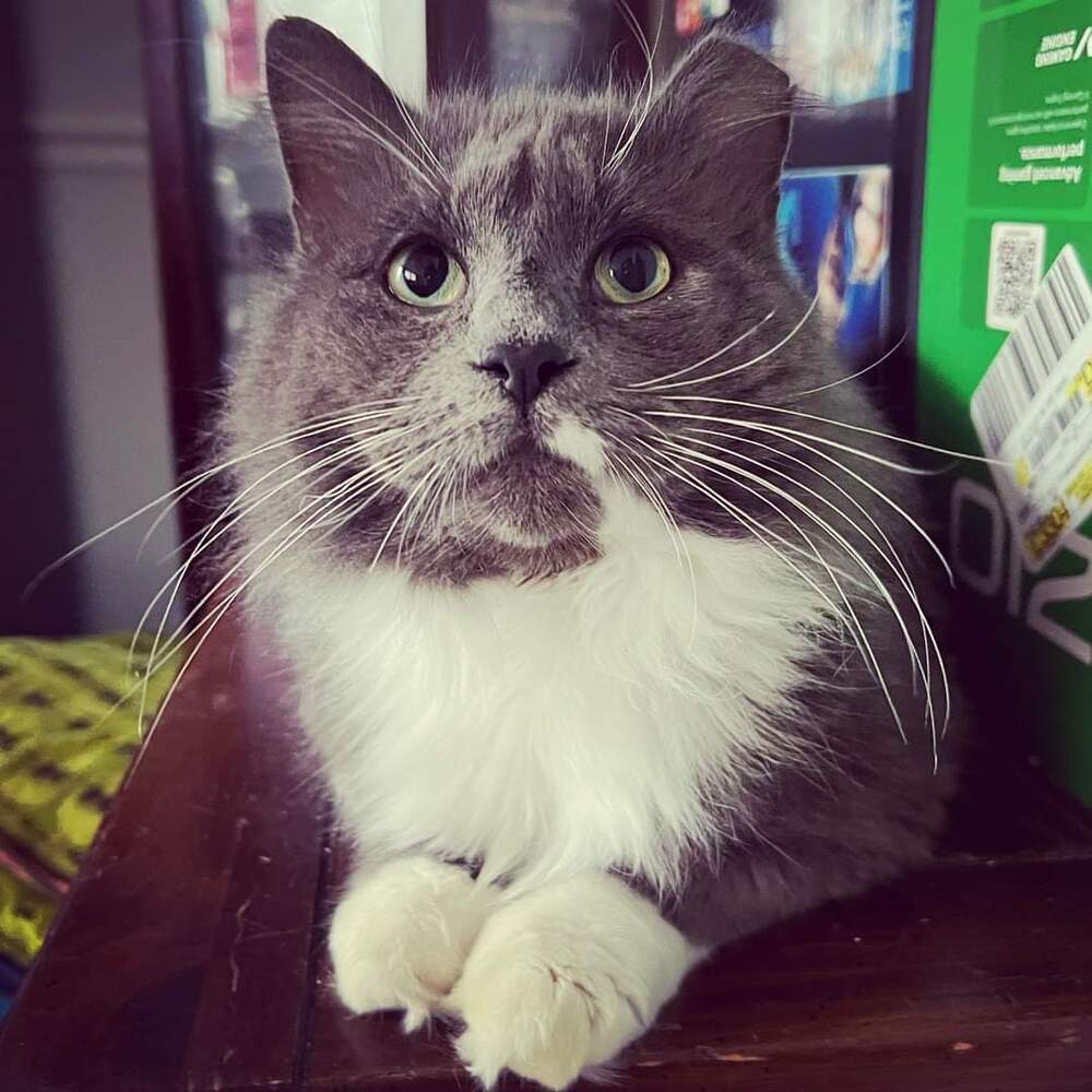 ROMEO-bonded with Carmella