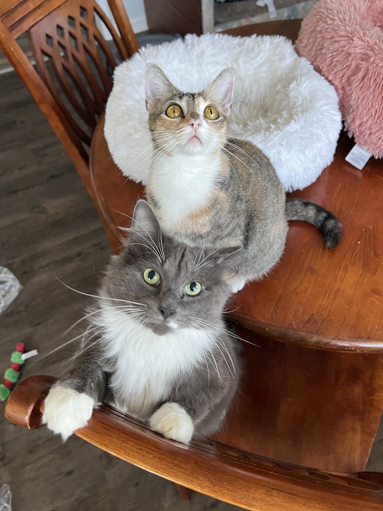 ROMEO-bonded with Carmella