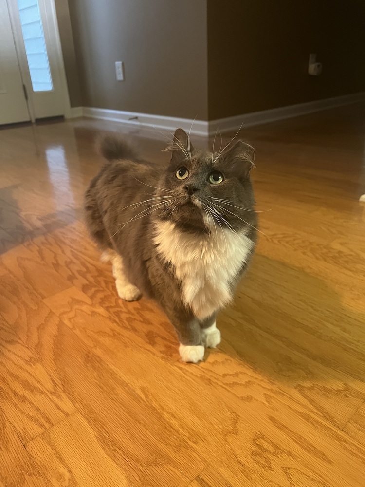 ROMEO-bonded with Carmella