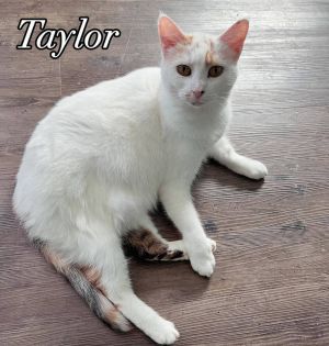 TAYLOR, Adult Female Domestic Short Hair