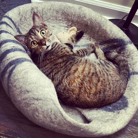 HEMERA-read my bio - unique personality