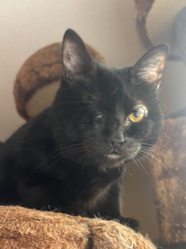 PIPER - need to be adopted with sister Callie