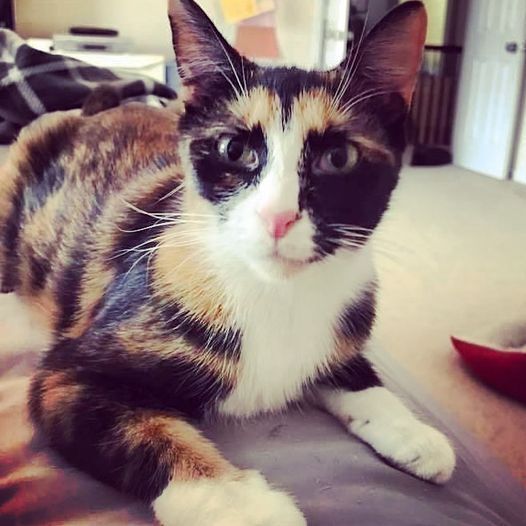 MYSTIQUE-bonded with Diego