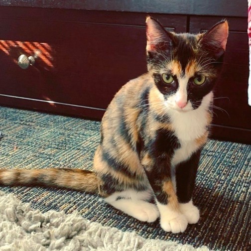 MYSTIQUE-bonded with Diego