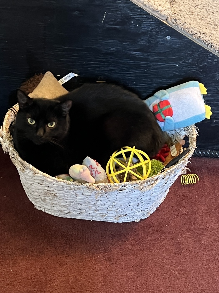 NASH- shy needs special adopter