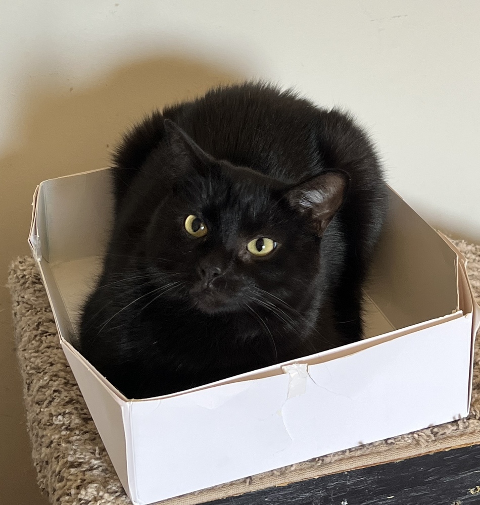 NASH- shy needs special adopter