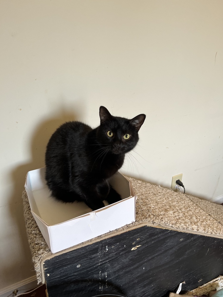 NASH- shy needs special adopter