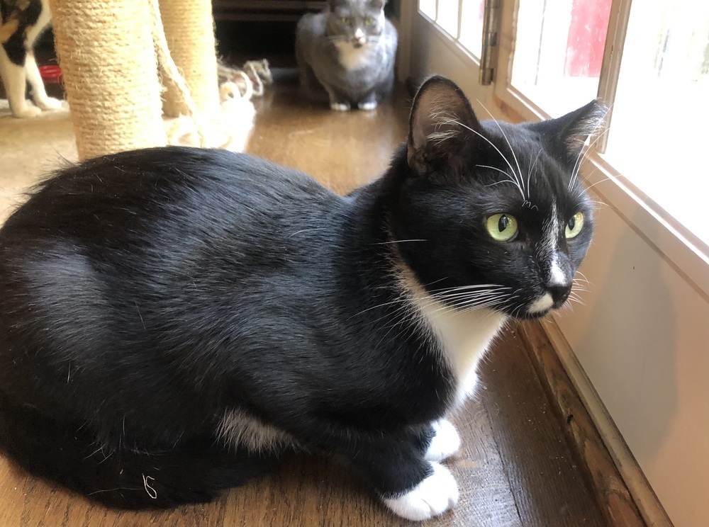 LARRY (DOB ~DECEMBER 2021)