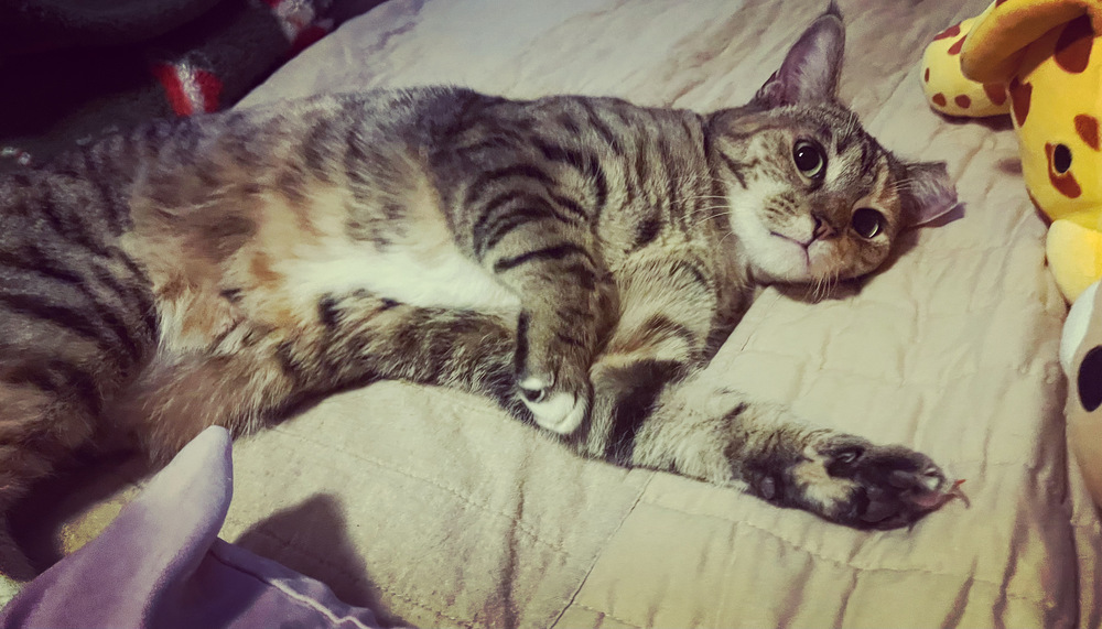 MINNIE TABBY (DOB ~12/2021)