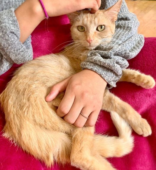 GINGERSNAP