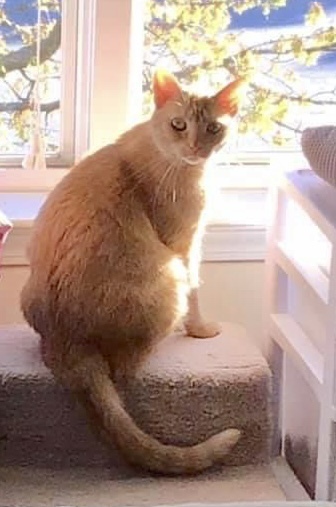 GINGERSNAP