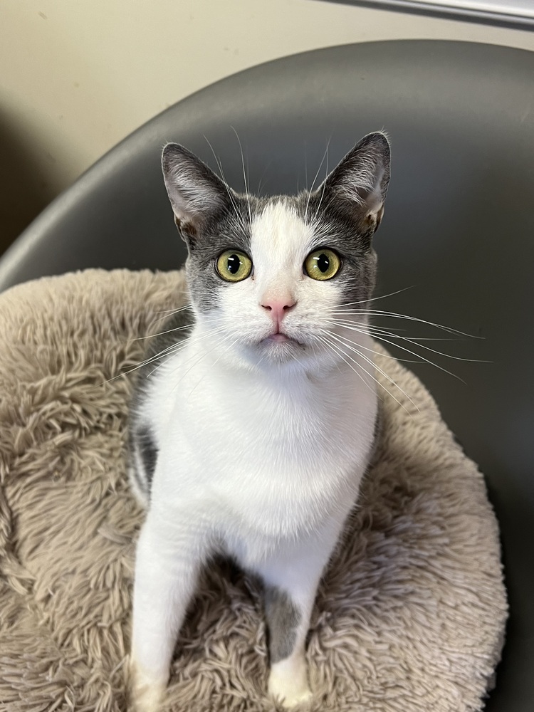 STERLING-born august 22-need kitty friend