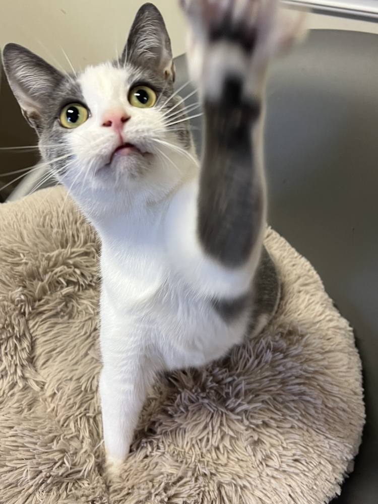 STERLING-born august 22-need kitty friend