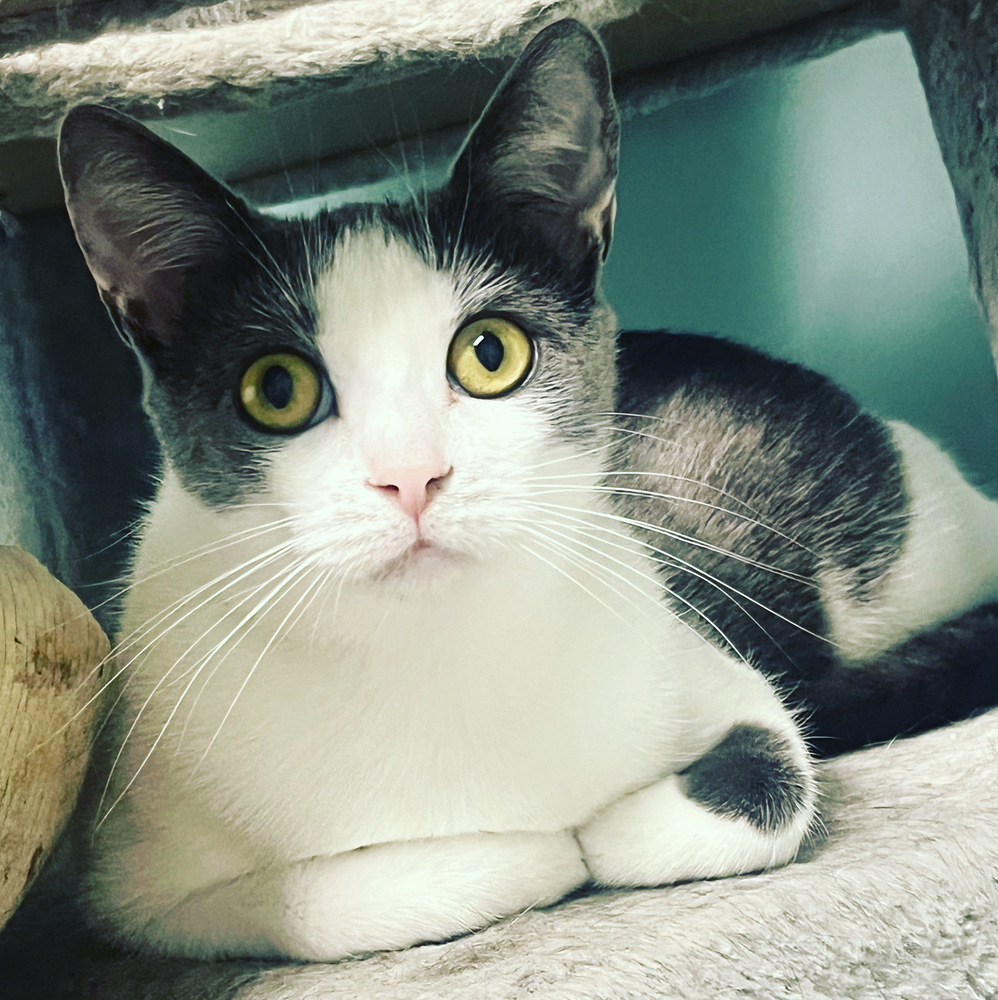 STERLING-born august 22-need kitty friend