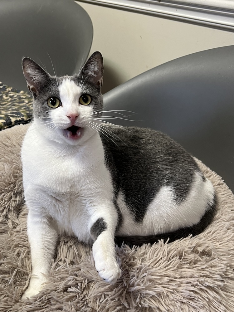 STERLING-born august 22-need kitty friend