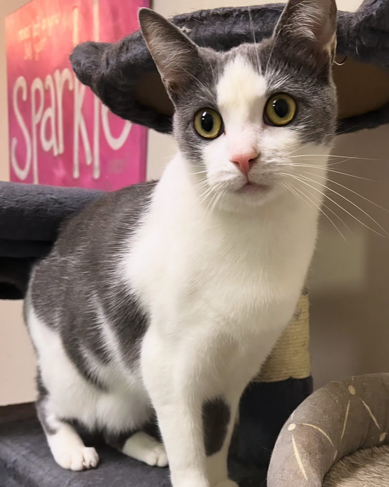 STERLING-born august 22-need kitty friend