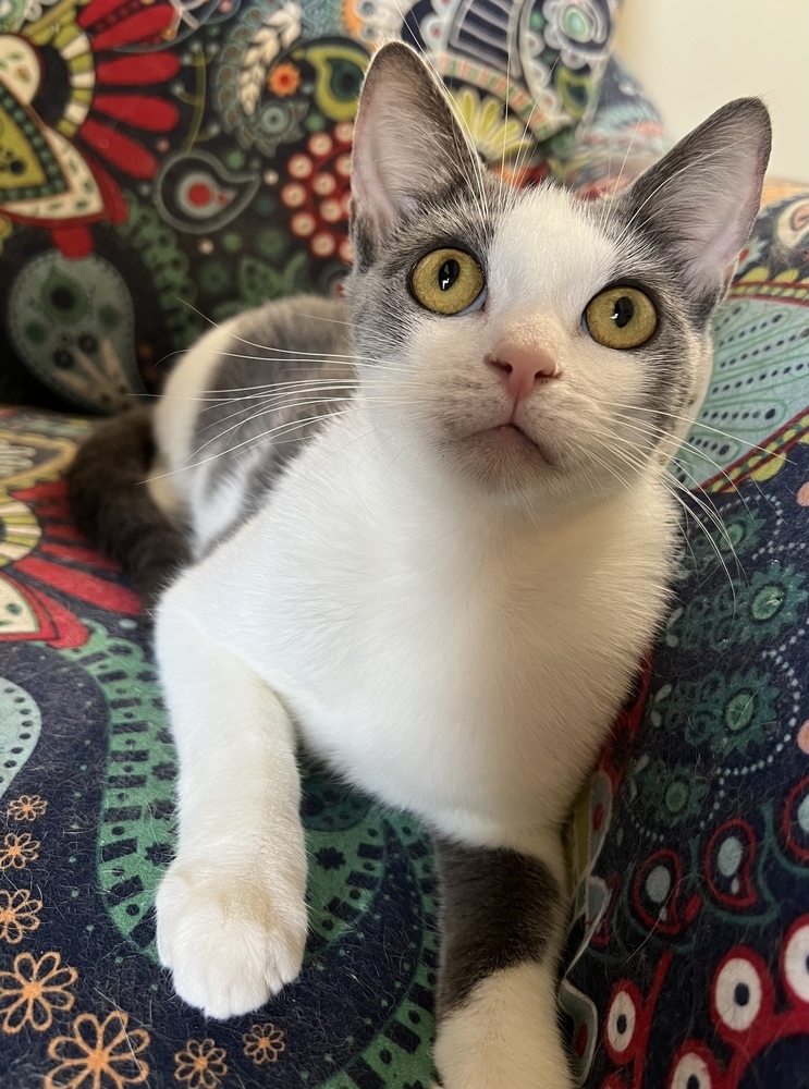 STERLING-born august 22-need kitty friend