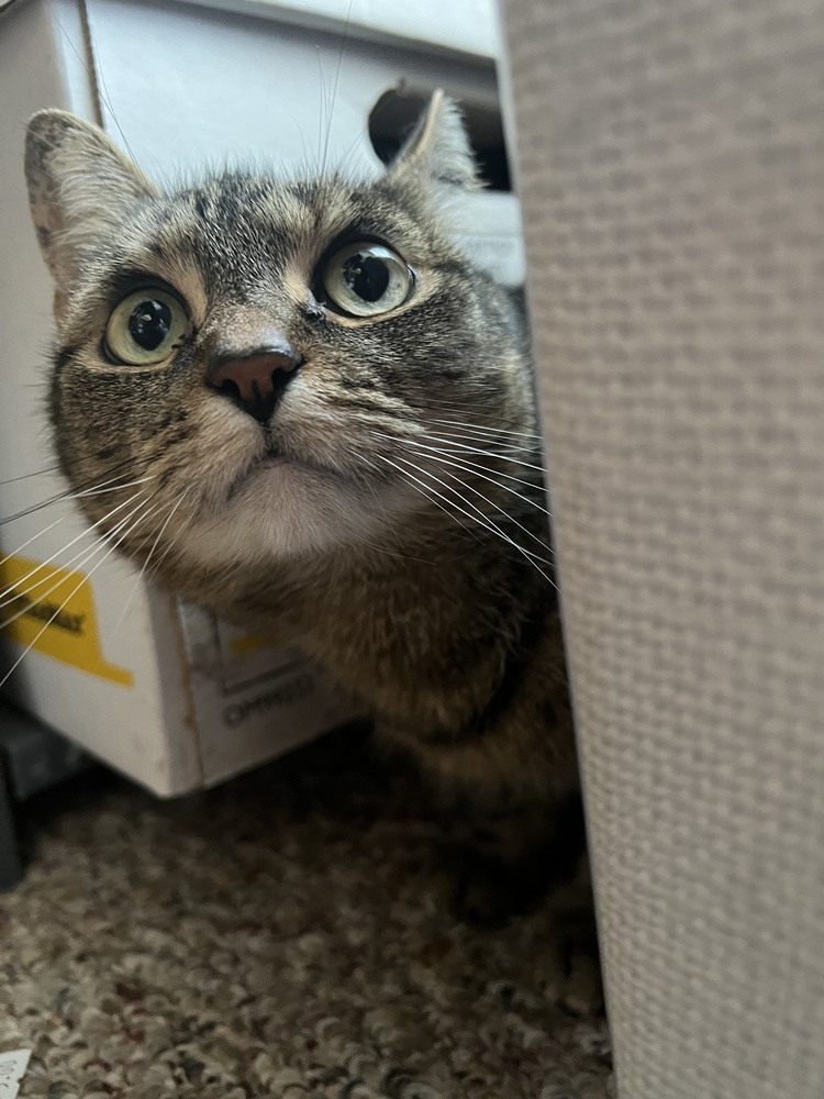 CATNISS