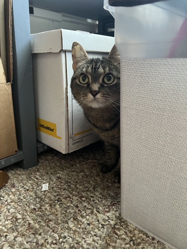 CATNISS
