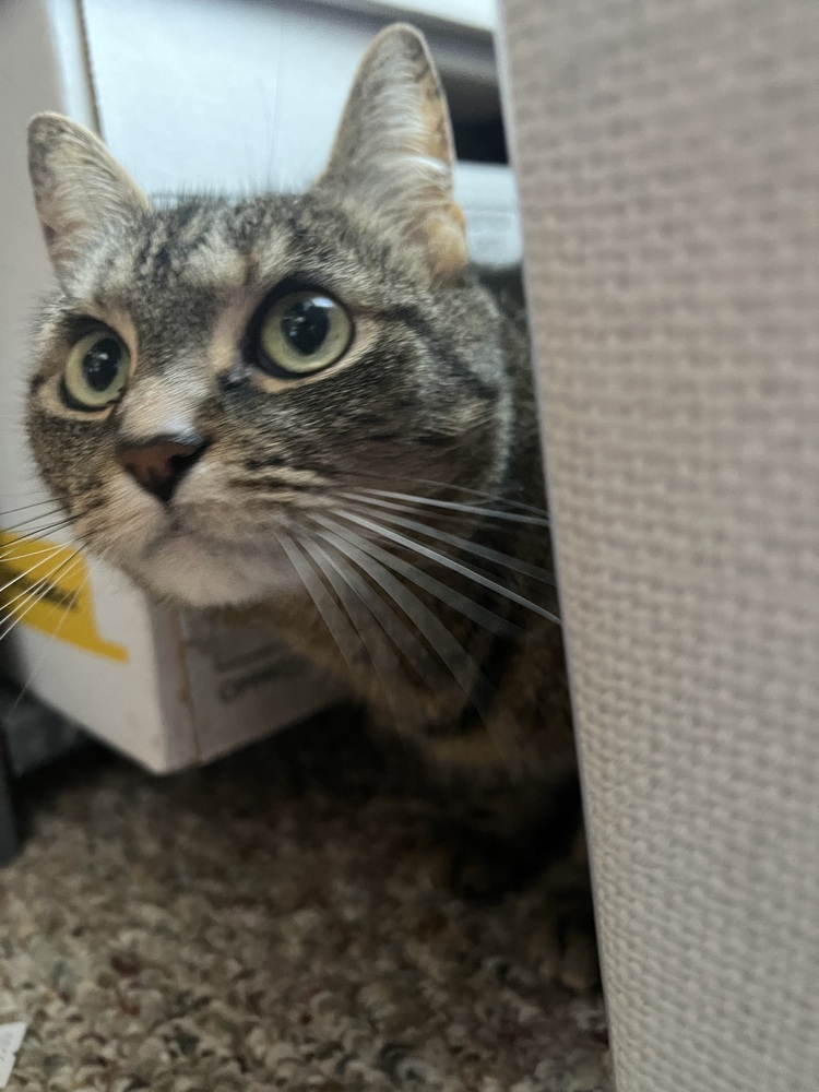 CATNISS