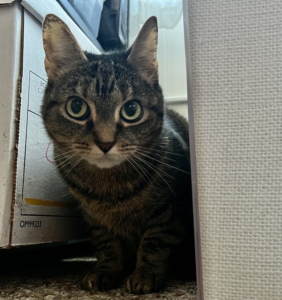 CATNISS