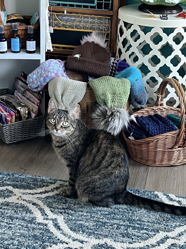 CATNISS