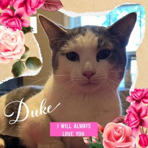 DUKE, Adult Male Domestic Short Hair