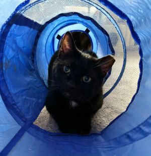 DUSTIN-Fiv+ very sweet, Adult Male Domestic Short Hair