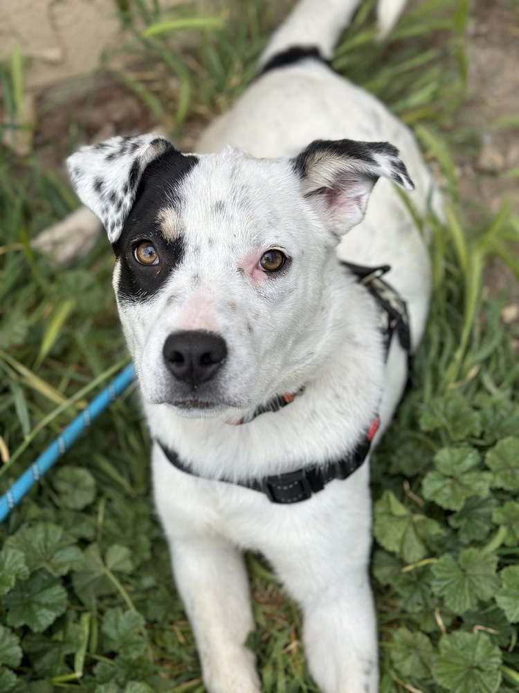 Mango, an adoptable Australian Cattle Dog / Blue Heeler in Cortez, CO, 81321 | Photo Image 2