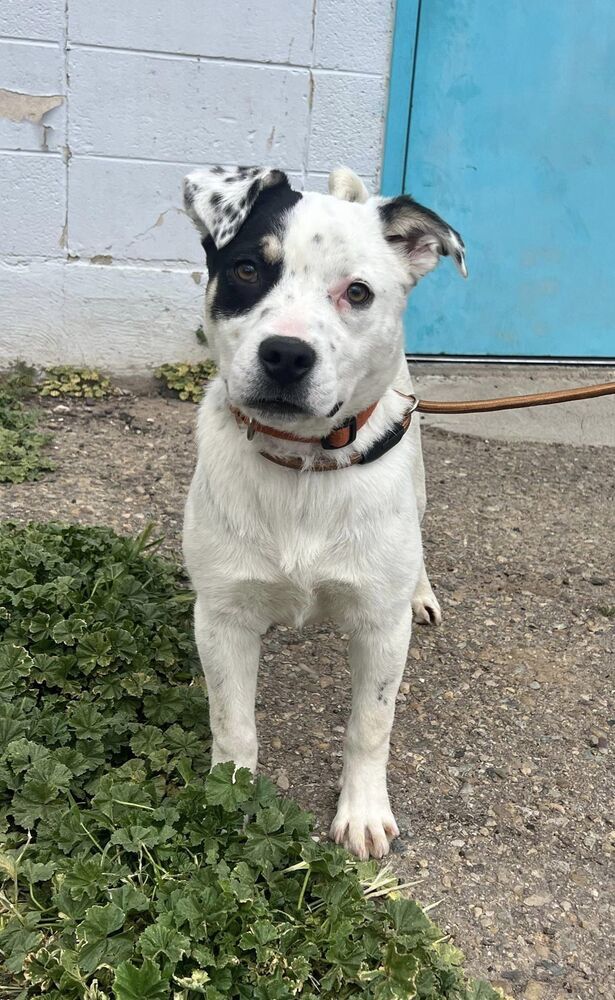 Mango, an adoptable Australian Cattle Dog / Blue Heeler in Cortez, CO, 81321 | Photo Image 3