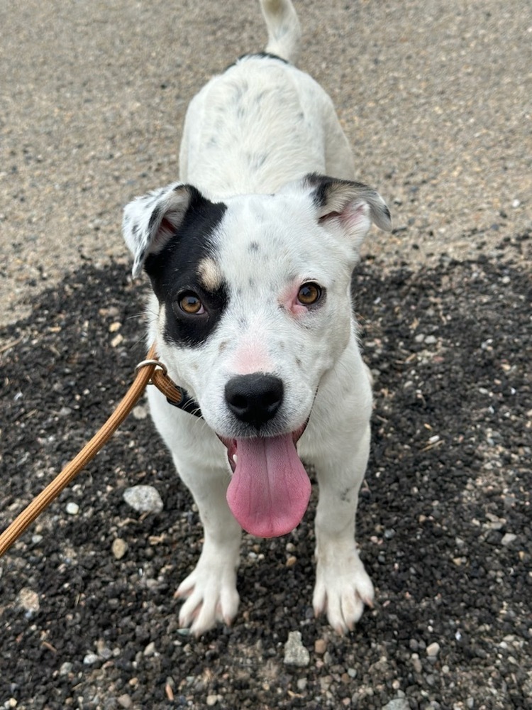 Mango, an adoptable Australian Cattle Dog / Blue Heeler in Cortez, CO, 81321 | Photo Image 4