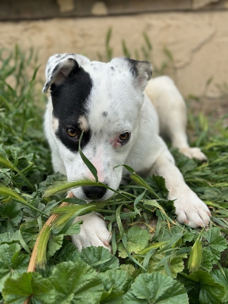 Mango, an adoptable Australian Cattle Dog / Blue Heeler in Cortez, CO, 81321 | Photo Image 5