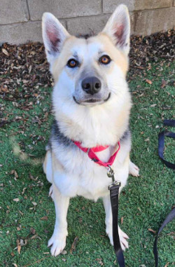 Peach, an adoptable German Shepherd Dog in Cortez, CO, 81321 | Photo Image 1