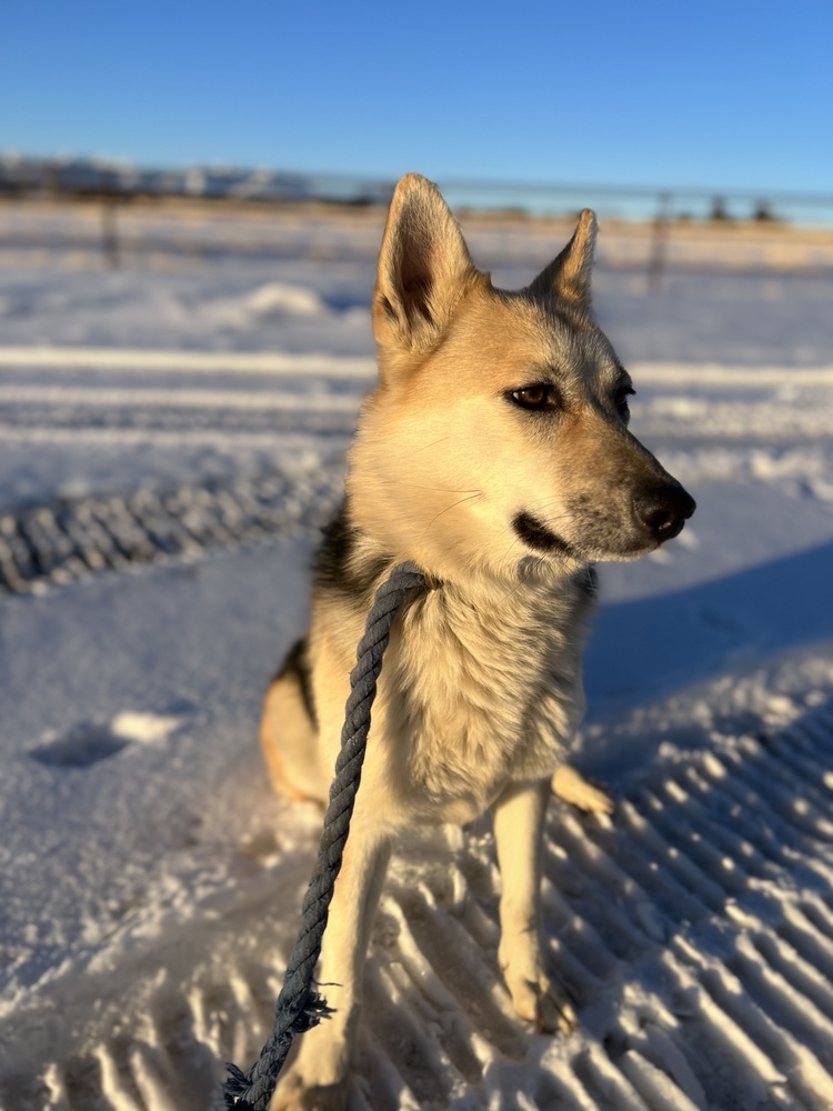 Peach, an adoptable German Shepherd Dog in Cortez, CO, 81321 | Photo Image 2