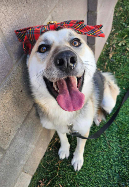 Peach, an adoptable German Shepherd Dog in Cortez, CO, 81321 | Photo Image 3