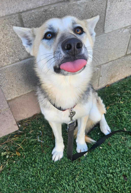 Peach, an adoptable German Shepherd Dog in Cortez, CO, 81321 | Photo Image 4