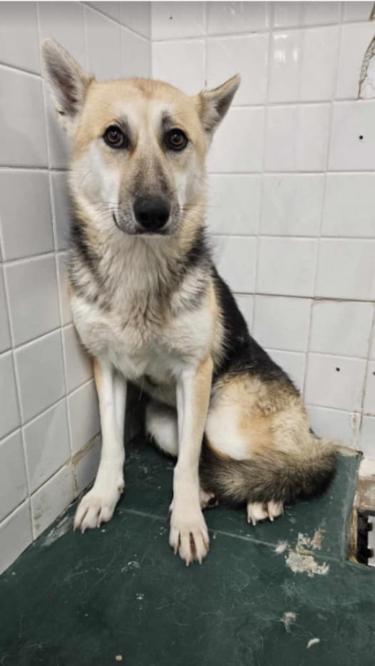 Peach, an adoptable German Shepherd Dog in Cortez, CO, 81321 | Photo Image 6